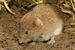 Filed Vole