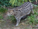 Fishing cat