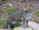 Fishing cat