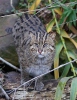 Fishing cat