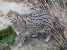 Fishing cat