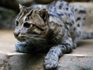 Fishing cat