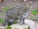 Fishing cat