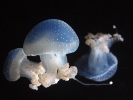 Floating bell, Australian spotted jellyfish, white-spotted jellyfish