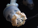 Floating bell, Australian spotted jellyfish, white-spotted jellyfish