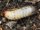 Flower chafer (larvae)