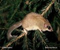 Forest Dormouse