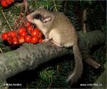 Forest Dormouse
