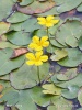 Fringed Water-lily, Yellow Floating-heart, Water Fringe