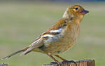 Fringilla coelebs