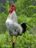 Gallus gallus domesticus