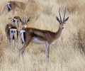 Gazella granti