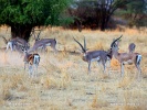 Gazella granti