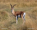 Gazelle de Grant