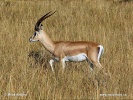 Gazelle de Grant