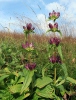 Gentiana pannonica