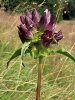 Gentiana pannonica