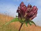 Gentiana pannonica