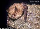 Geoffroy's Bat