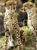 Gepards