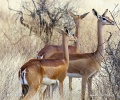 Gerenuk, Waller's gazelle