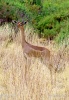 Gerenuk, Waller's gazelle