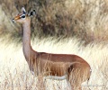 Gerenuk, Waller's gazelle