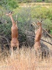Gerenuk, Waller's gazelle