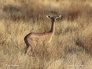 Gerenuk, Waller's gazelle