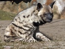 Gestreepte hyena