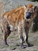 Gevlekte hyena