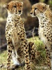 Ghepard