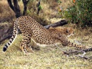 Ghepard