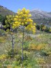 Giant fennel