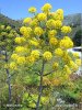 Giant fennel