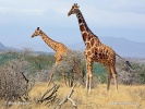 Giraffa camelopardalis reticulata