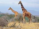 giraffa somala, giraffa reticolata