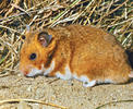 Golden hamster, Syrian hamster