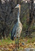 Goliath Heron