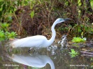 Grande Aigrette