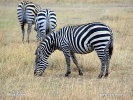 Grant's zebra, Plains Zebra