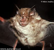 Great Horseshoe Bat