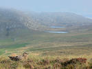 Great skua