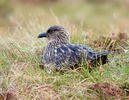 Great skua