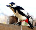 Great spotted woodpecker