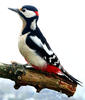 Great spotted woodpecker