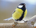 Great Tit