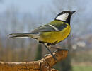 Great Tit