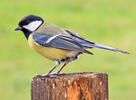 Great Tit