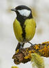 Great Tit